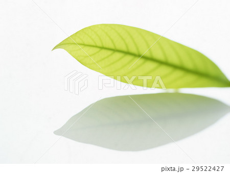 マテバシイ 29522427