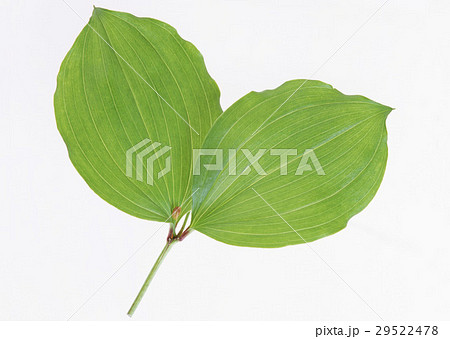 アマドコロ 29522478