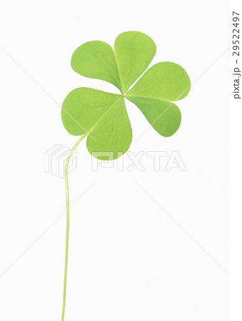 カタバミ 29522497