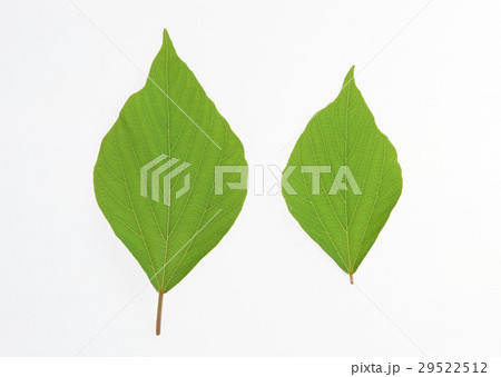 アカメガシワ 29522512