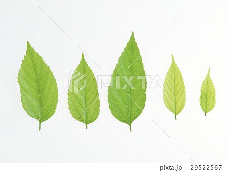 ムクノキ 29522567