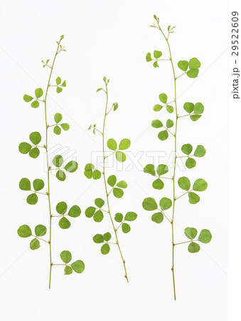 ネコハギ 29522609