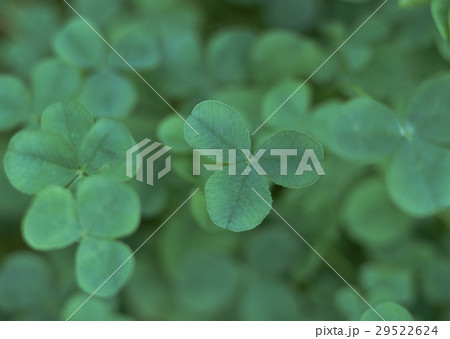 シロツメクサ シロツメクサ 29522624