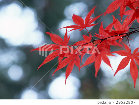 紅葉 紅葉 29522907