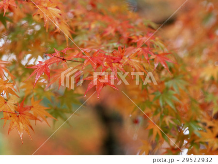 紅葉 紅葉 29522932