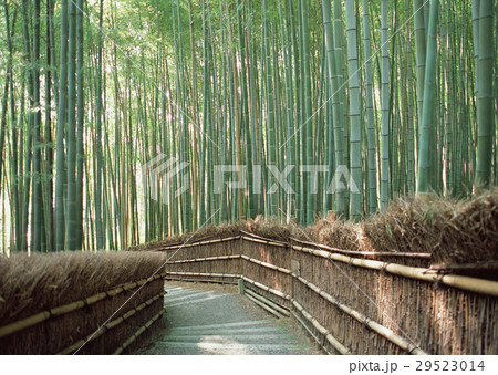 竹林 竹林 29523014