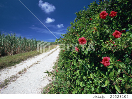 ハイビスカスと道 ハイビスカスと道 29523102