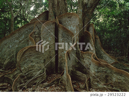 サキシマスオウノキ 29523222