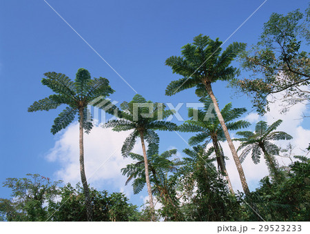 ヒカゲヘゴ 29523233