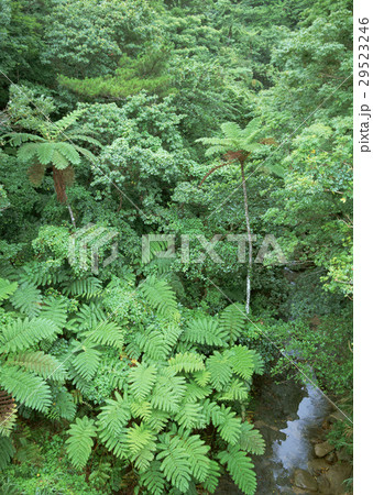 やんばるの森 やんばるの森 29523246