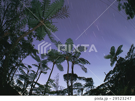 ヒカゲヘゴ 29523247