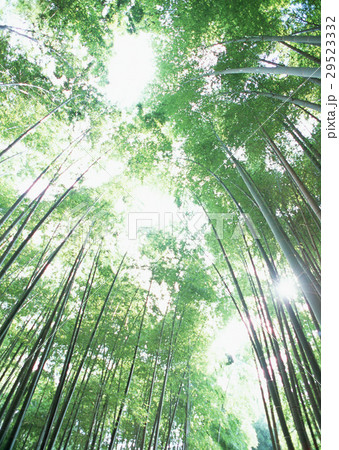 竹林 竹林 29523332