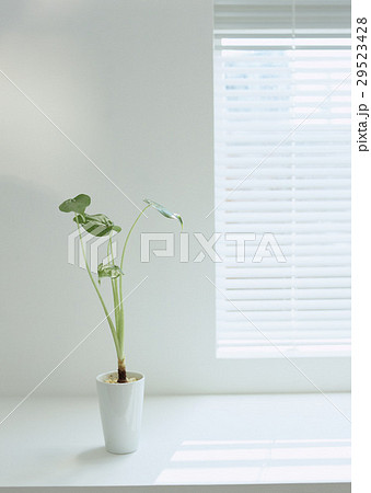 クワズイモと窓 29523428