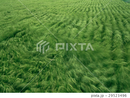 たんぼ たんぼ 29523496