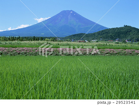 たんぼと富士山 29523541