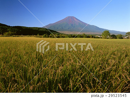 たんぼと富士山 29523545