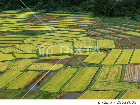 たんぼ たんぼ 29523605