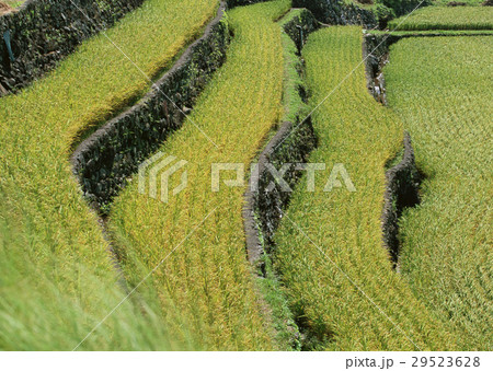 棚田 棚田 29523628