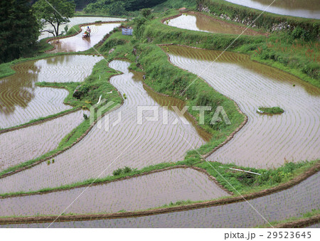棚田 棚田 29523645