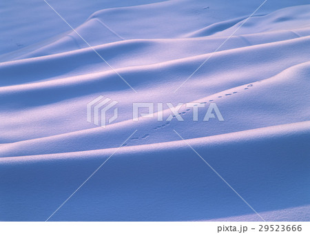 雪原 29523666