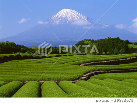 茶畑と富士山 29523679