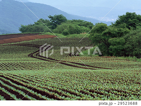 キャベツ畑 29523688