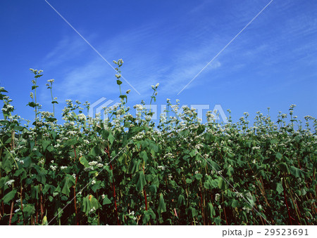ソバ畑 29523691