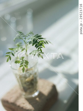 観葉植物 29523716
