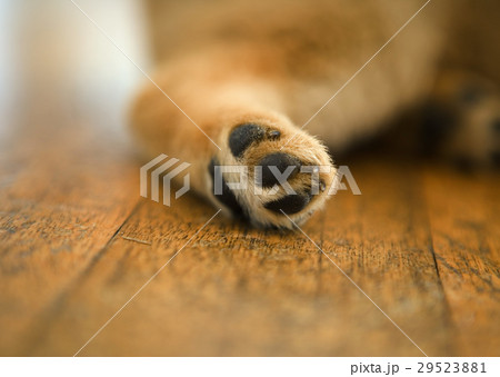 柴犬の足 29523881
