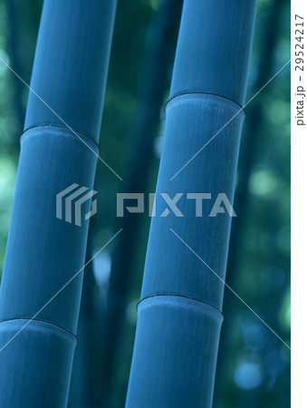 竹 竹 29524217