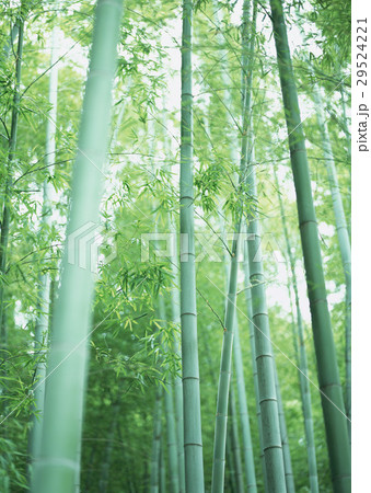 竹林 竹林 29524221