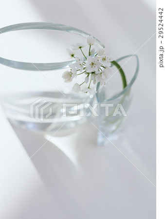 アリウムコワニーと花瓶の写真素材