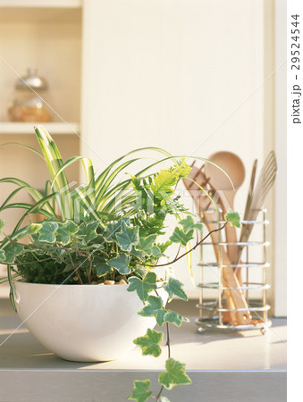 キッチンの観葉植物 29524544