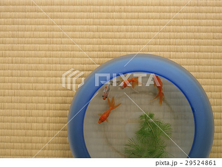 金魚鉢 29524861