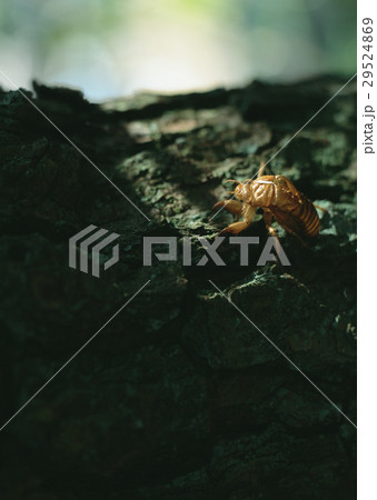 セミの抜け殻 セミの抜け殻 29524869