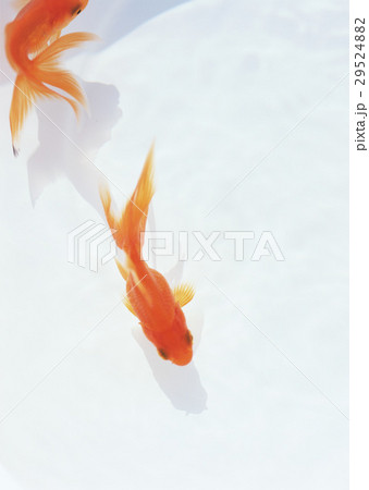キンギョ 29524882