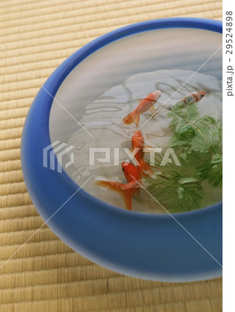 金魚鉢 29524898
