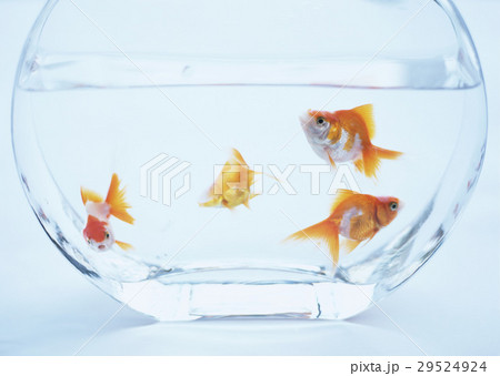金魚鉢のキンギョ 29524924