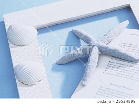 貝殻とヒトデ 貝殻とヒトデ 29524998