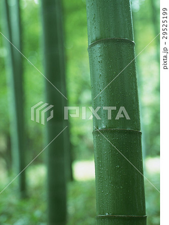 竹林 29525199