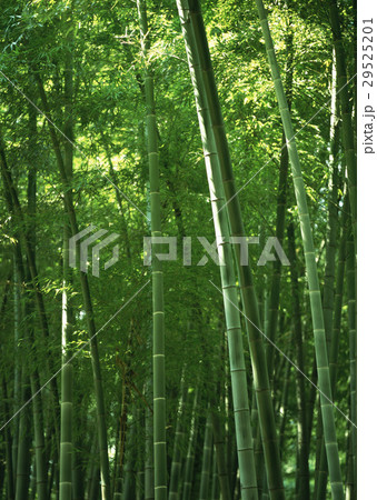 竹林 竹林 29525201