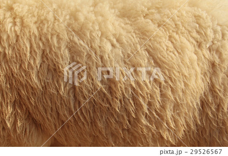 Sheepskin Background 29526567