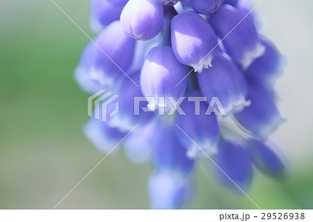 ムスカリ ムスカリ 29526938