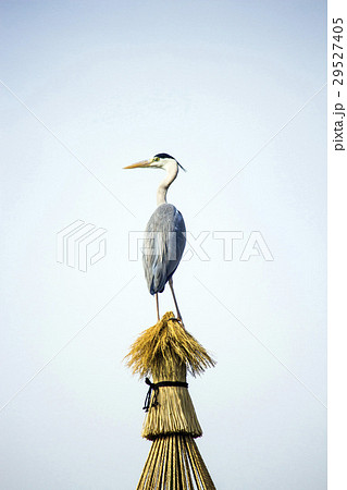 藁のオブジェに止まるアオサギ 29527405