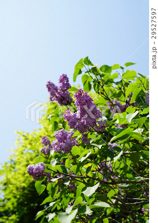 青空に映えるライラック 29527597