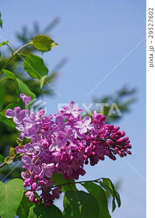 青空に映えるライラック 29527602