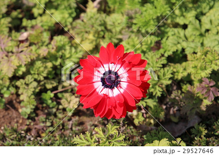 花 29527646