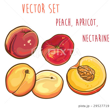 Vector set with peach, apricot, nectarine. Vector set with peach, apricot, nectarine. 29527719