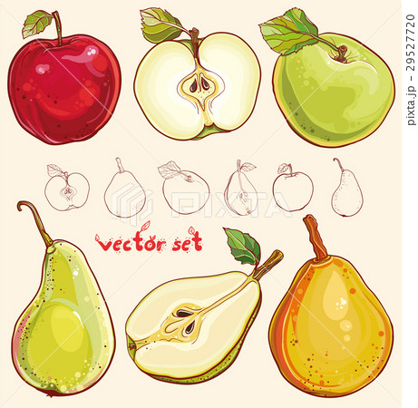 Vector set with fresh apples and pears 29527720