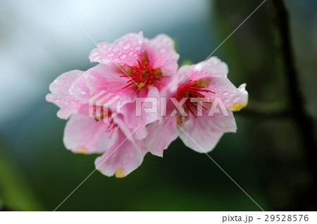 桜 さくら サクラ 29528576
